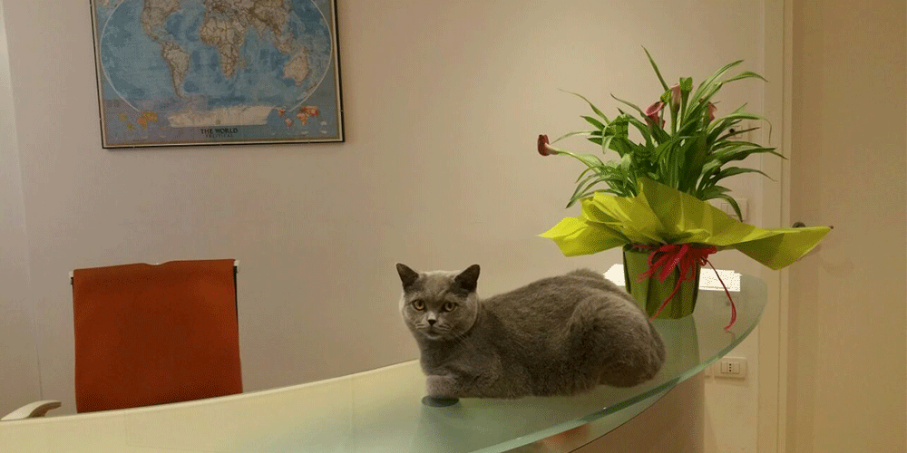 Gatti in ufficio: una tendenza che unisce due estremi del mondo